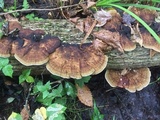 Daedaleopsis confragosa image