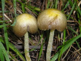 Bolbitius vitellinus image