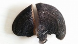 Hexagonia hydnoides image