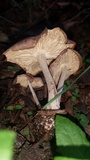 Gymnopus luxurians image