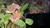 Gymnopus luxurians image