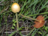 Bolbitius vitellinus image