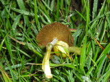 Bolbitius vitellinus image