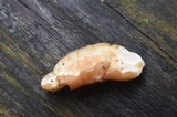 Postia fragilis image
