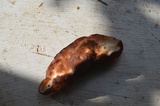 Postia fragilis image