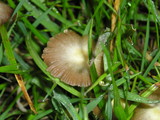 Bolbitius vitellinus image