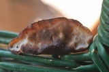 Postia fragilis image