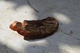 Postia fragilis image