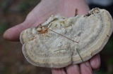 Trametes gibbosa image