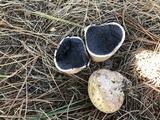 Scleroderma bovista image