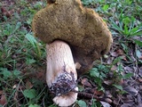 Boletus subcaerulescens image