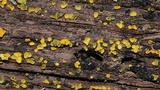 Chlorosplenium chlora image