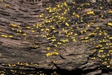 Chlorosplenium chlora image