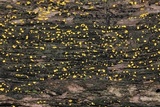 Chlorosplenium chlora image