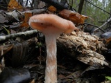 Armillaria gallica image