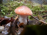 Armillaria gallica image