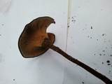Lentinus velutinus image