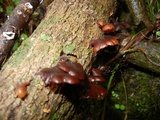 Dacryopinax elegans image