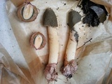 Phallus ravenelii image