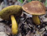Boletus roxanae image