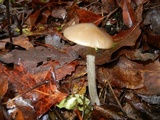 Entoloma hebes image