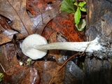 Entoloma hebes image