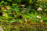 Mycena filopes image