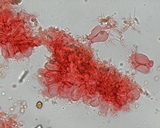 Mycena filopes image