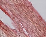Mycena filopes image