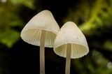 Mycena filopes image