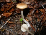 Entoloma hebes image