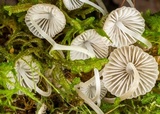 Mycena subcana image