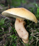 Suillus hirtellus image