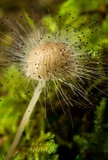 Spinellus fusiger image