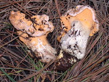 Cantharellus roseocanus image