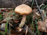 Armillaria gallica image