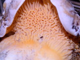 Cantharellus roseocanus image