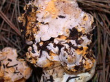 Cantharellus roseocanus image