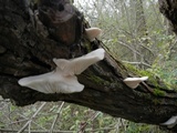 Pleurotus pulmonarius image