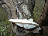Pleurotus pulmonarius image