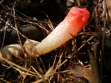 Mutinus elegans image