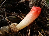 Mutinus elegans image