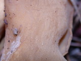 Otidea leporina image