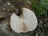 Pluteus petasatus image
