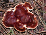 Rhizina undulata image