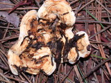 Rhizina undulata image