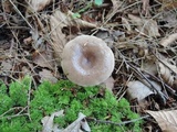 Lactarius mucidus image