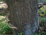 Fomitopsis ochracea image