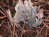 Helminthosphaeria clavariarum image