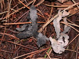 Helminthosphaeria clavariarum image